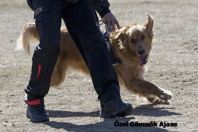 Özel Güvenlik Görev Köpeklerinin Zorlu Sınavı