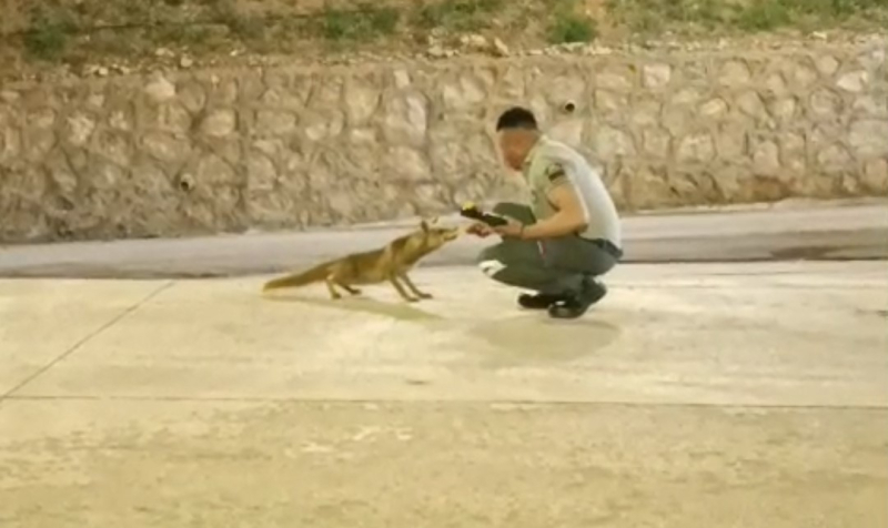 Özel Güvenlik Görevlisi ile Tilkinin Sıcak Dostluğu